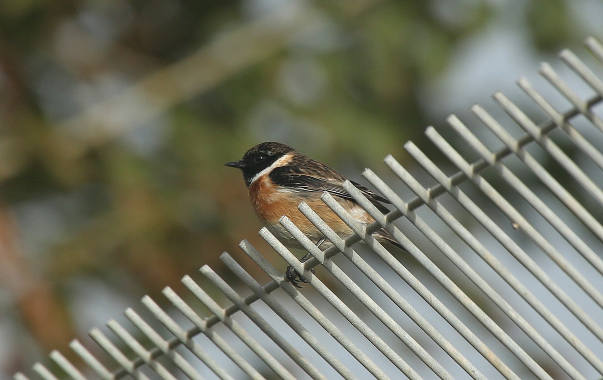 European Stonechat - Paul Chapman