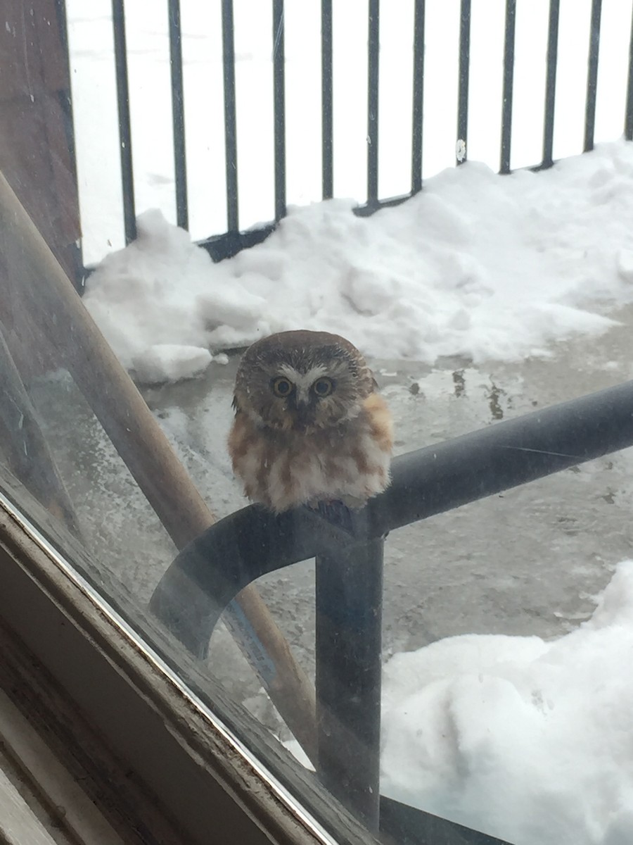 Northern Saw-whet Owl - Ryan Roberts