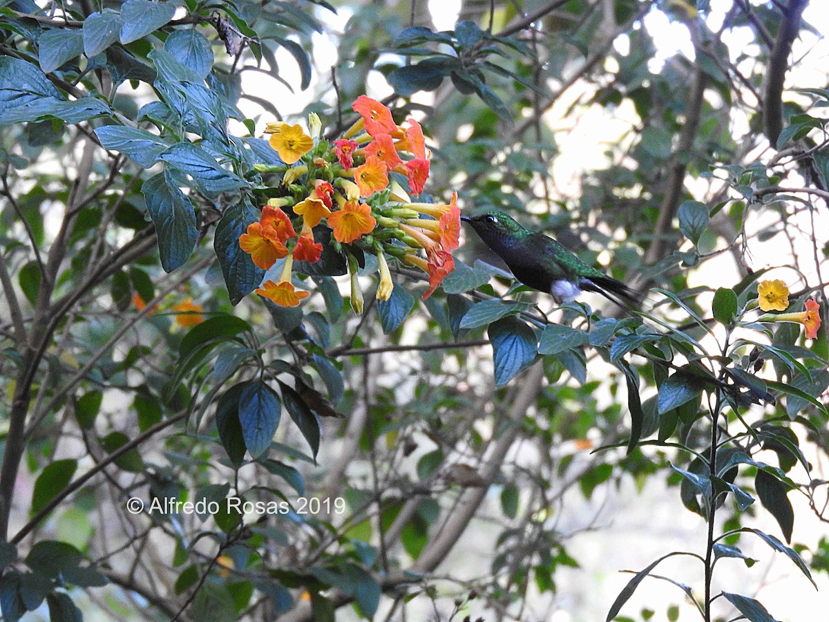 White-booted Racket-tail - Alfredo Rosas