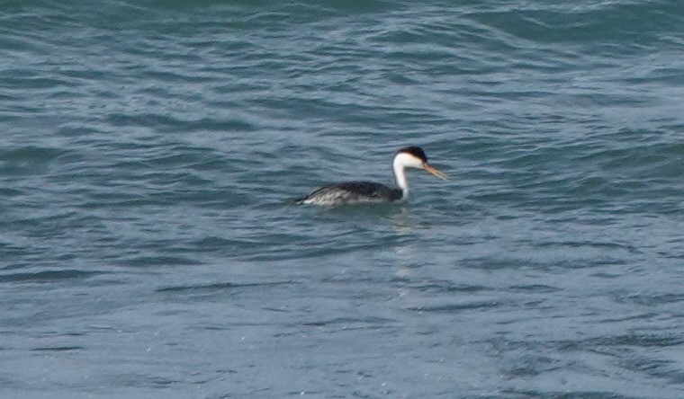 Clark's Grebe - ML143072851