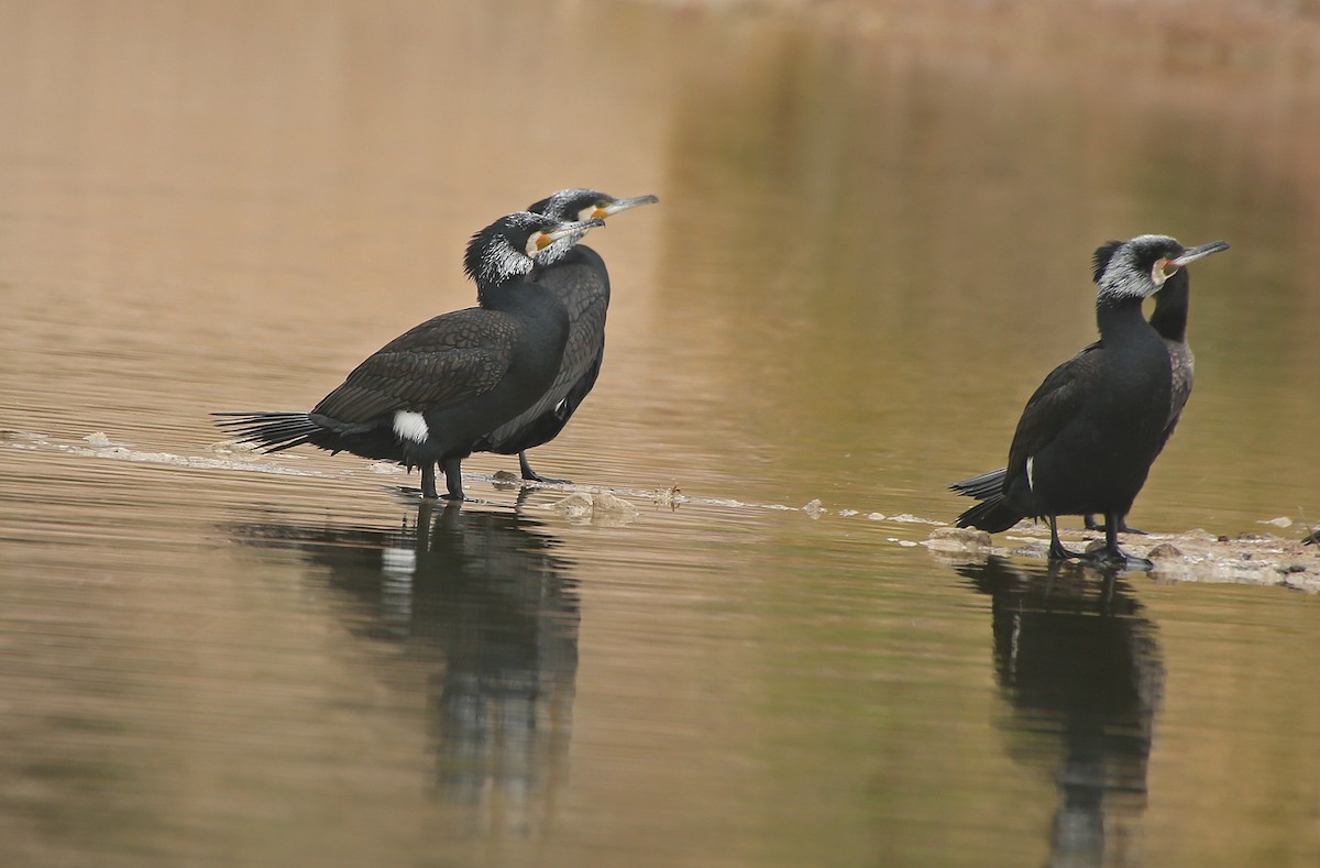 Great Cormorant - Paul Chapman