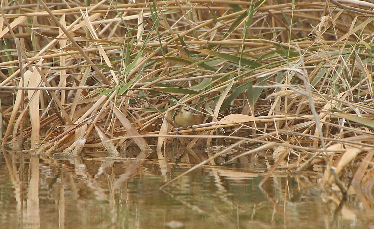 Moustached Warbler - Paul Chapman