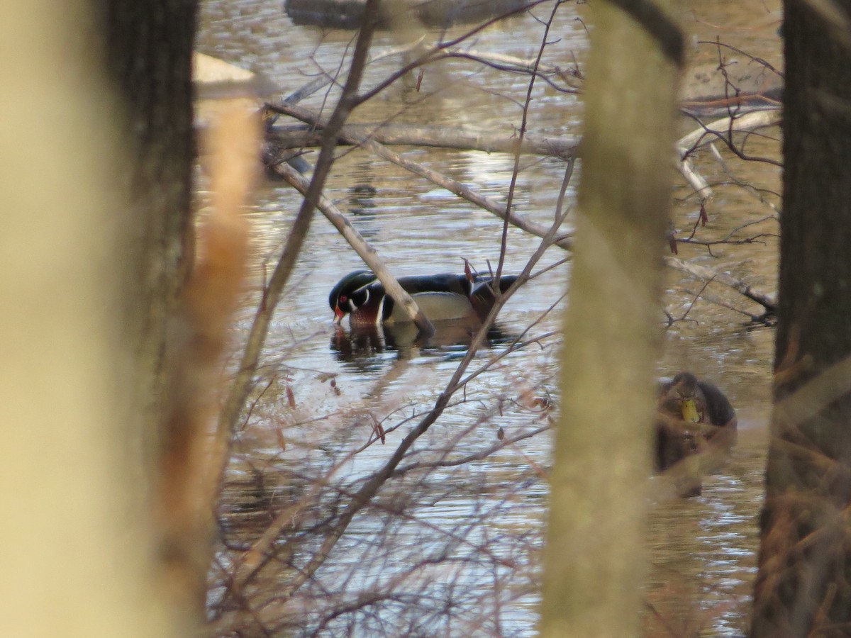 Wood Duck - ML143074741