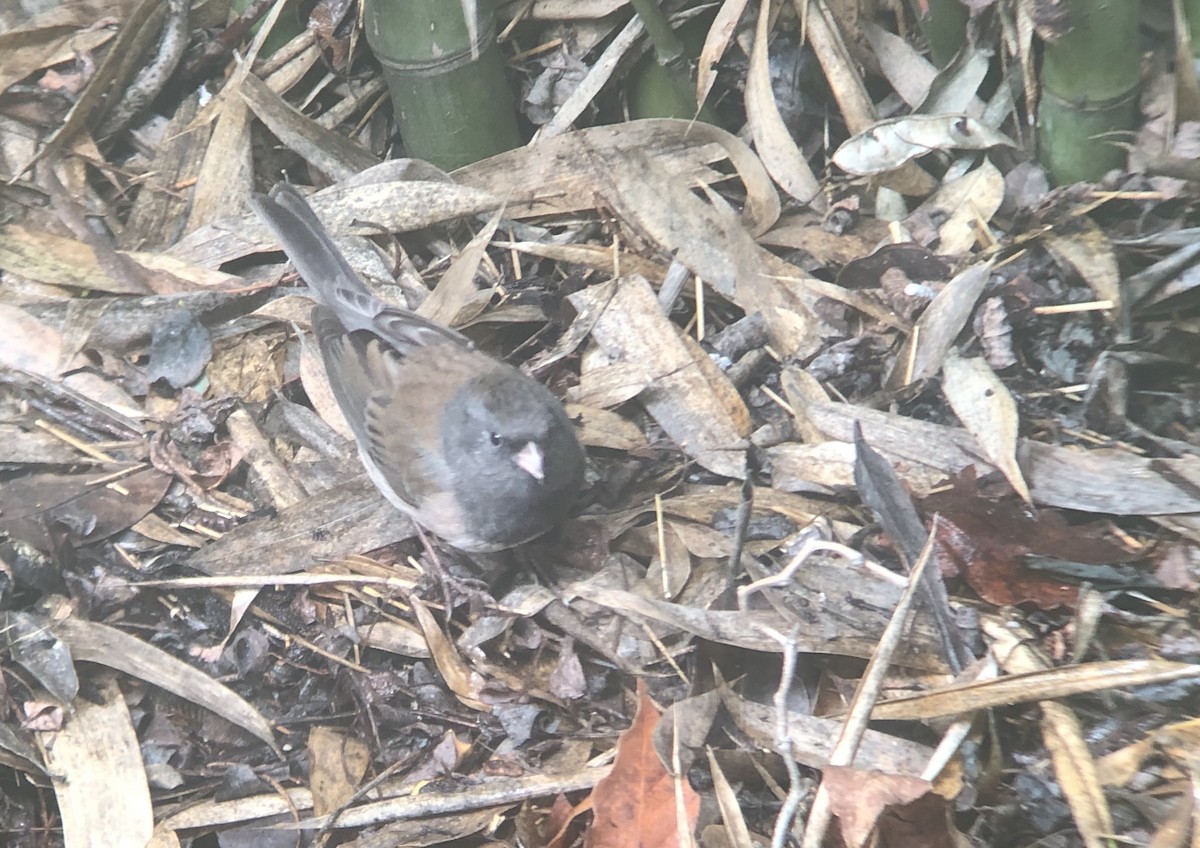 Junco Ojioscuro (grupo oreganus) - ML143075671