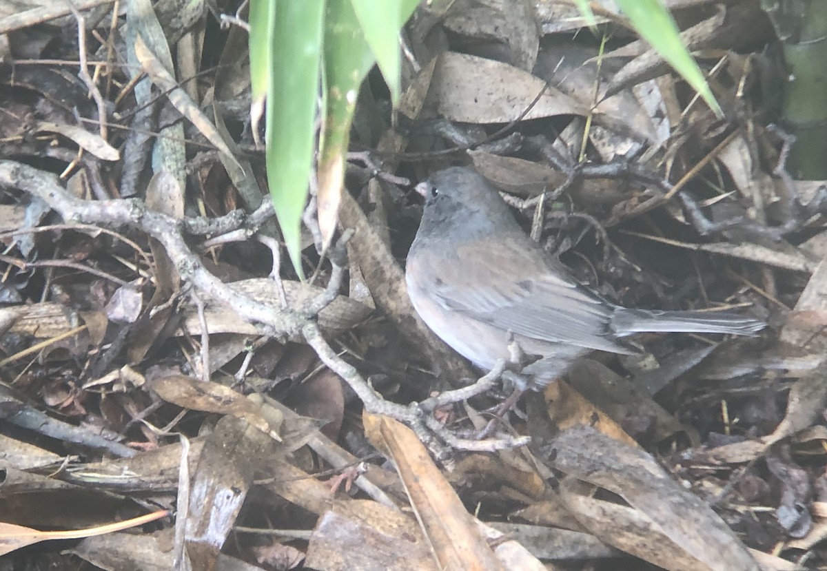 Dark-eyed Junco (Oregon) - ML143075711