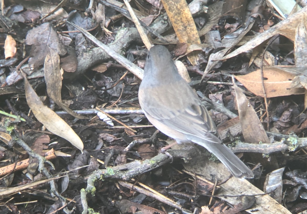 Dark-eyed Junco (Oregon) - ML143075731