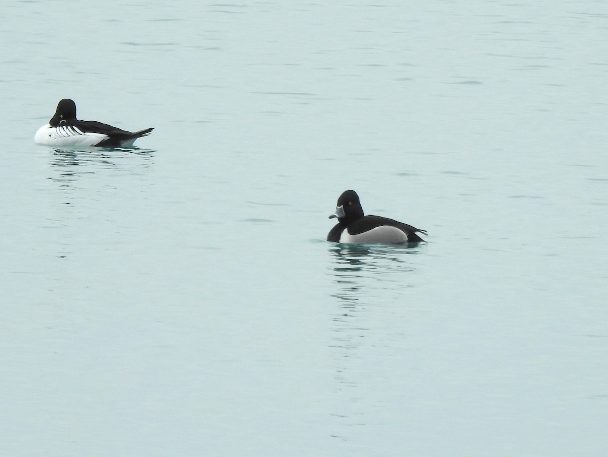 Ring-necked Duck - ML143076041