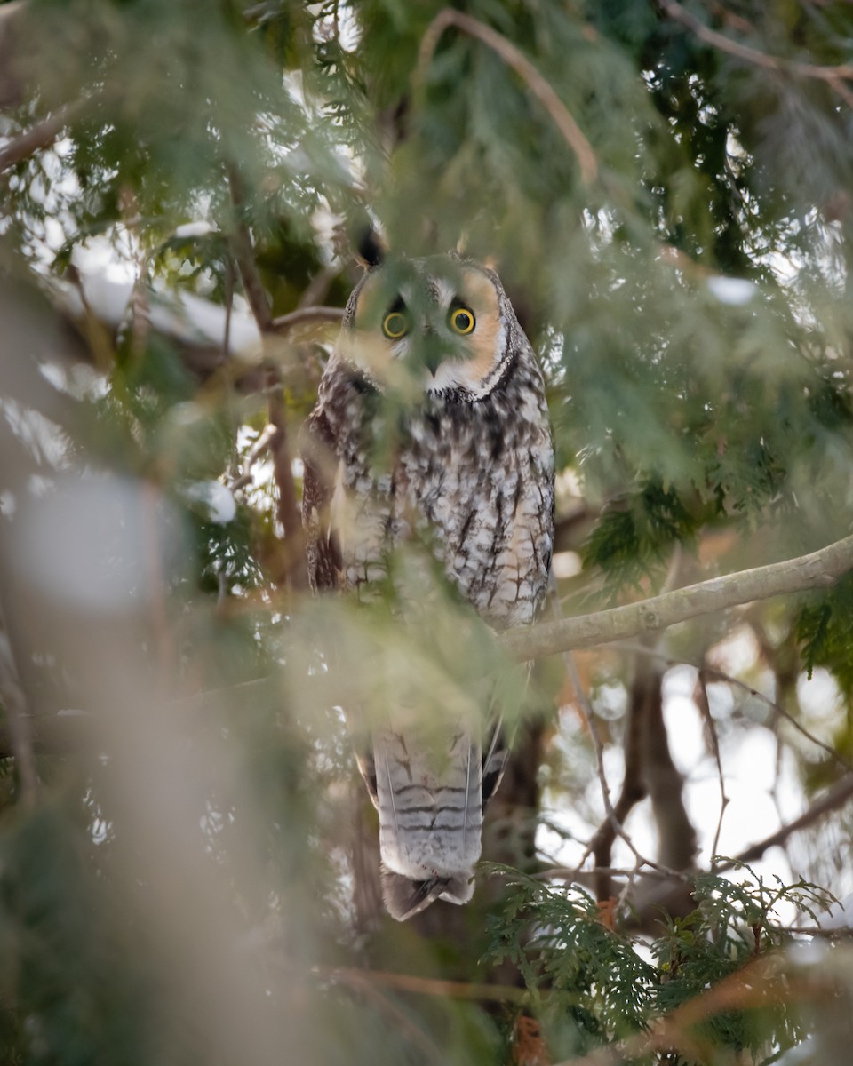 Long-eared Owl - Roberta Buchanan