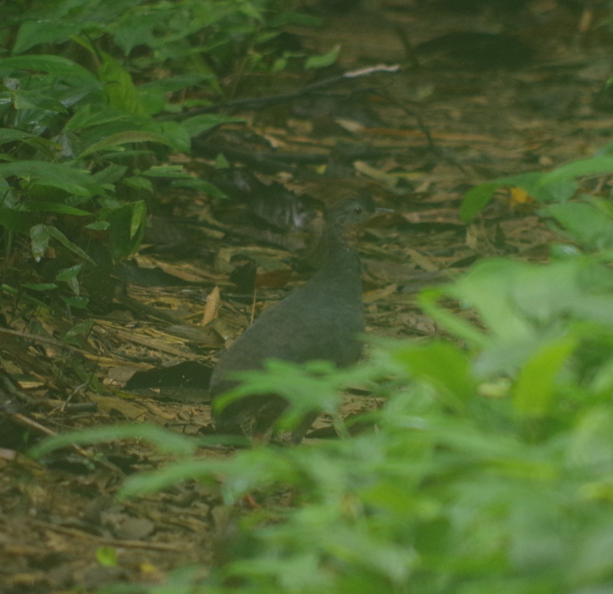 Tinamou à calotte noire - ML143076831