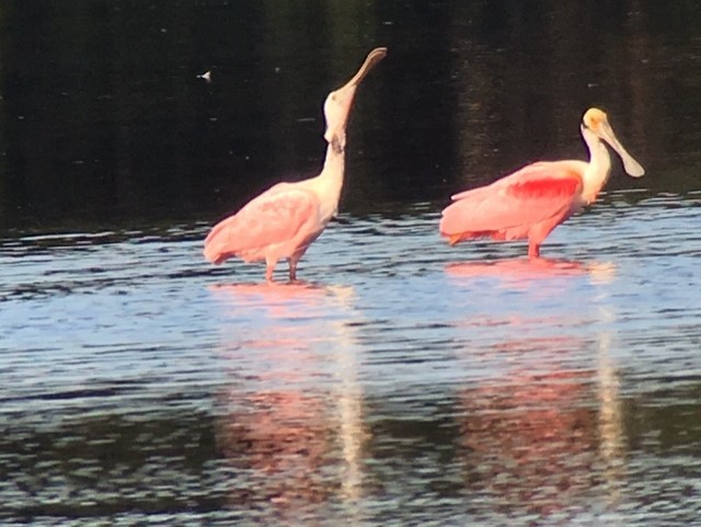 Roseate Spoonbill - ML143077031