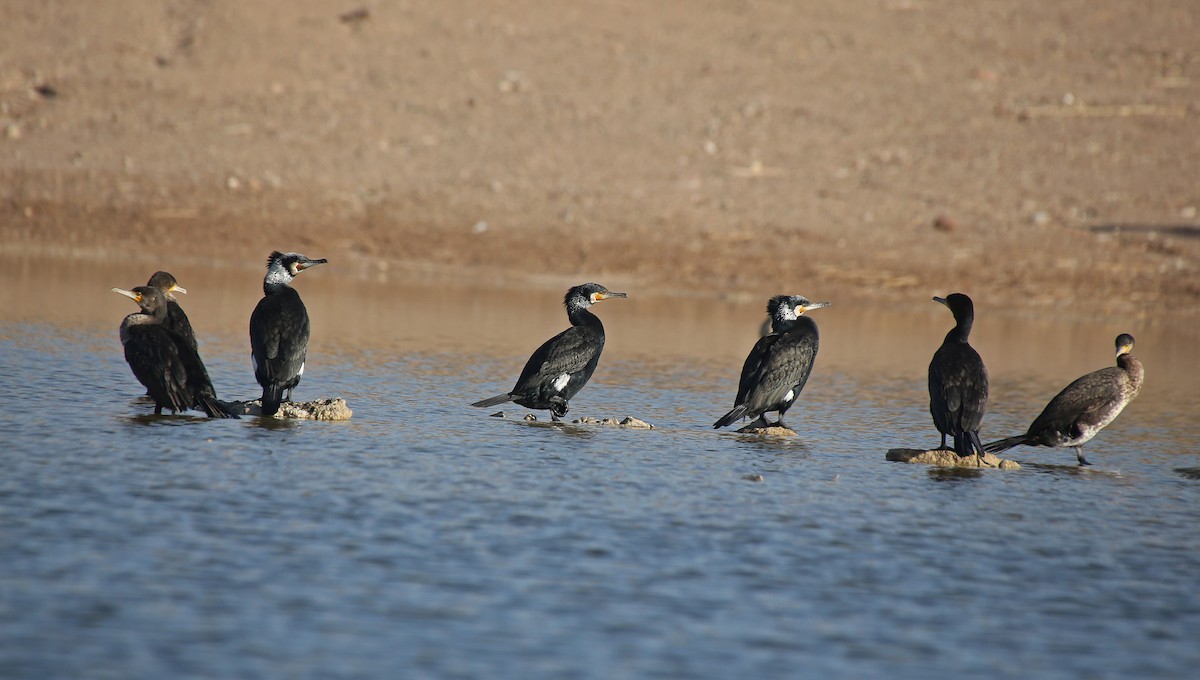 Great Cormorant - Paul Chapman