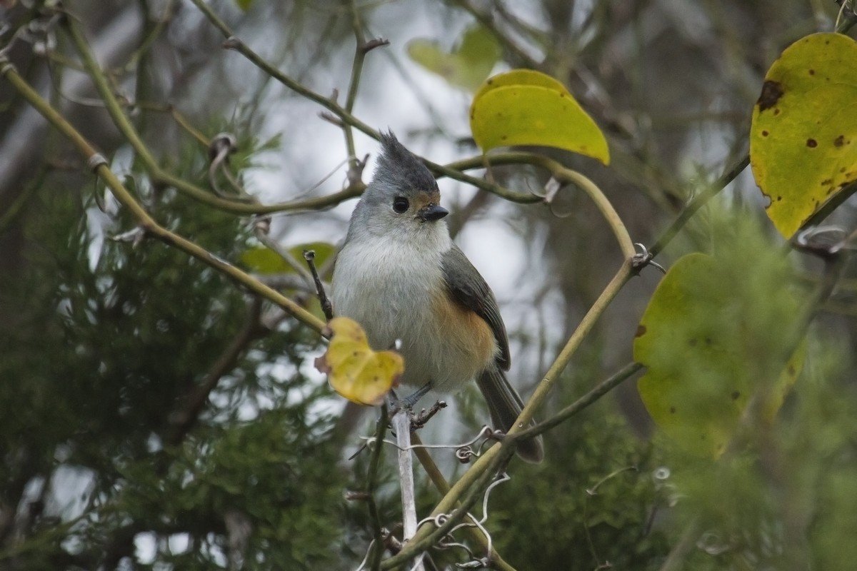 Tufted x Black-crested Titmouse (hybrid) - Liam Wolff