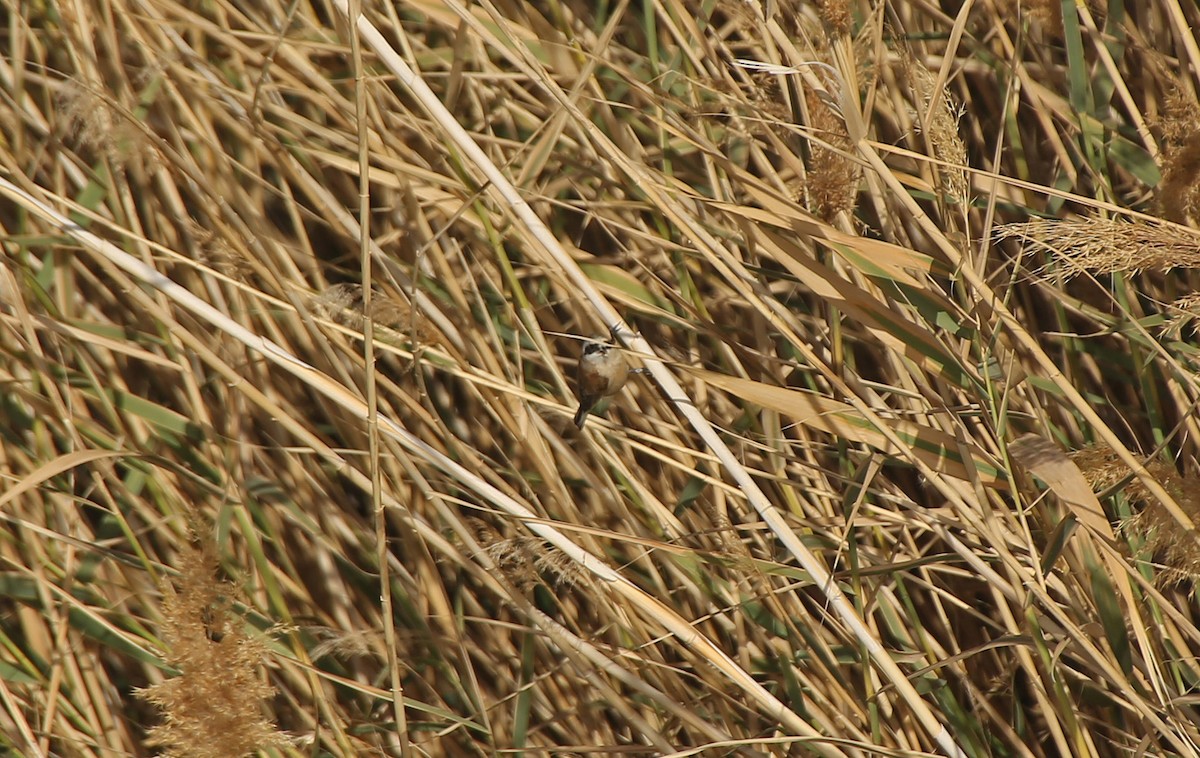 Rémiz penduline - ML143079621