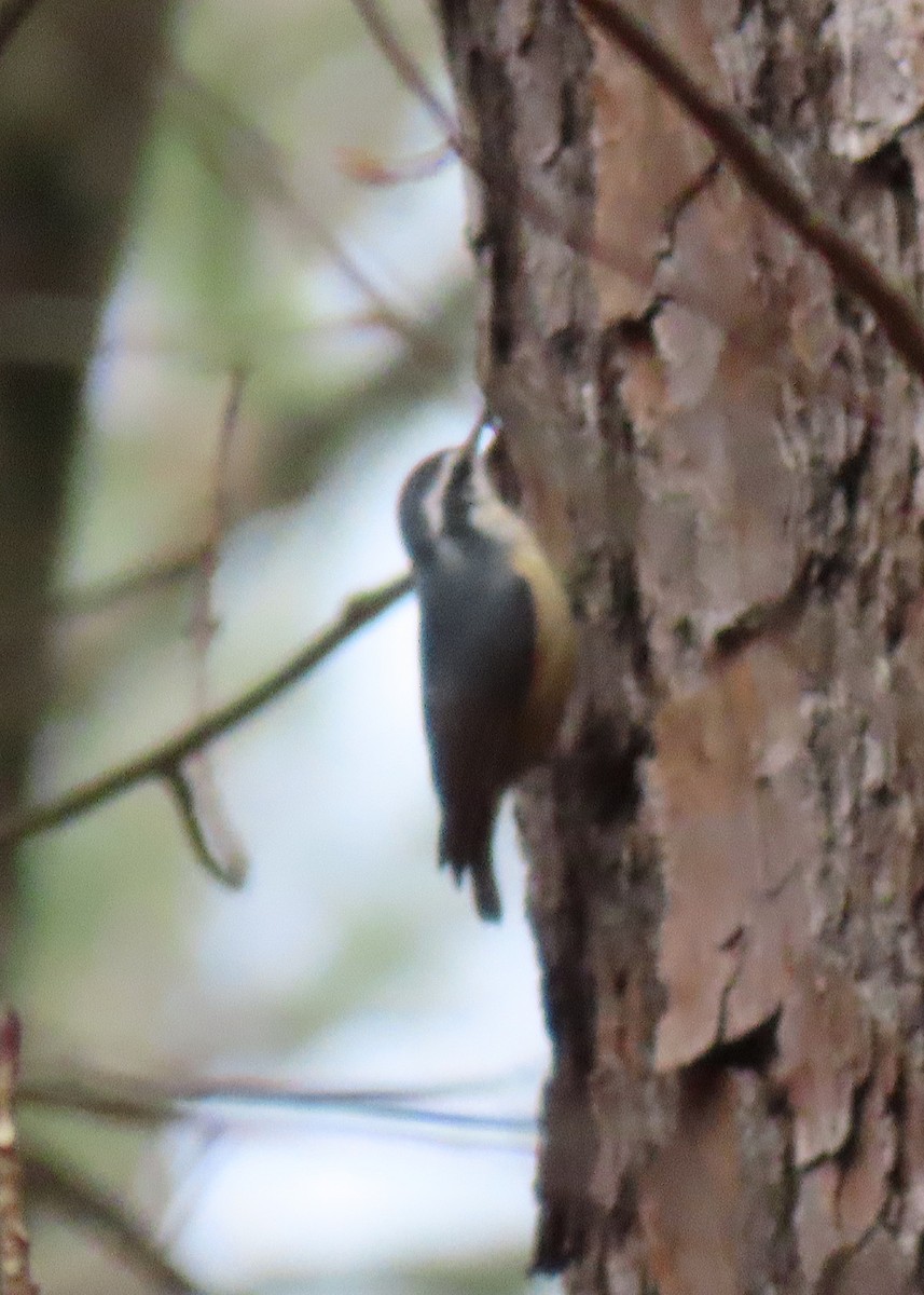 Red-breasted Nuthatch - ML143081581