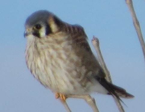 American Kestrel - ML143082781