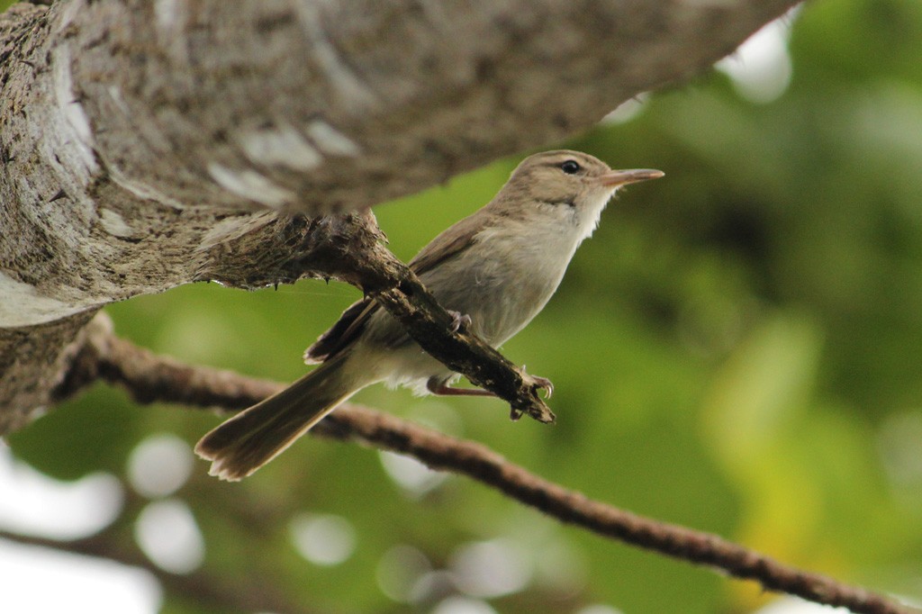 Noronha Vireo - ML143084651