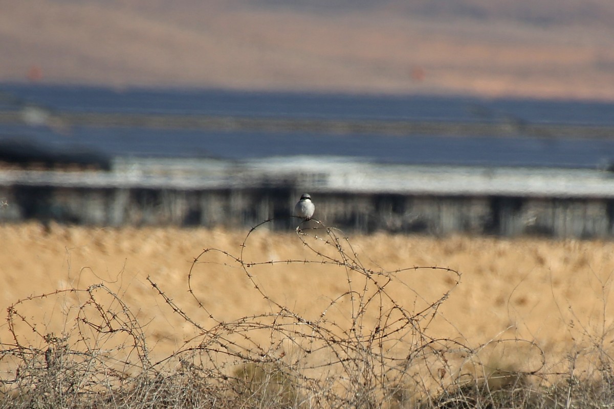 Great Gray Shrike - ML143086341