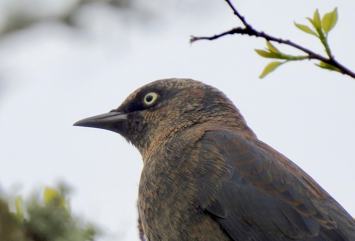 Rusty Blackbird - ML143087911