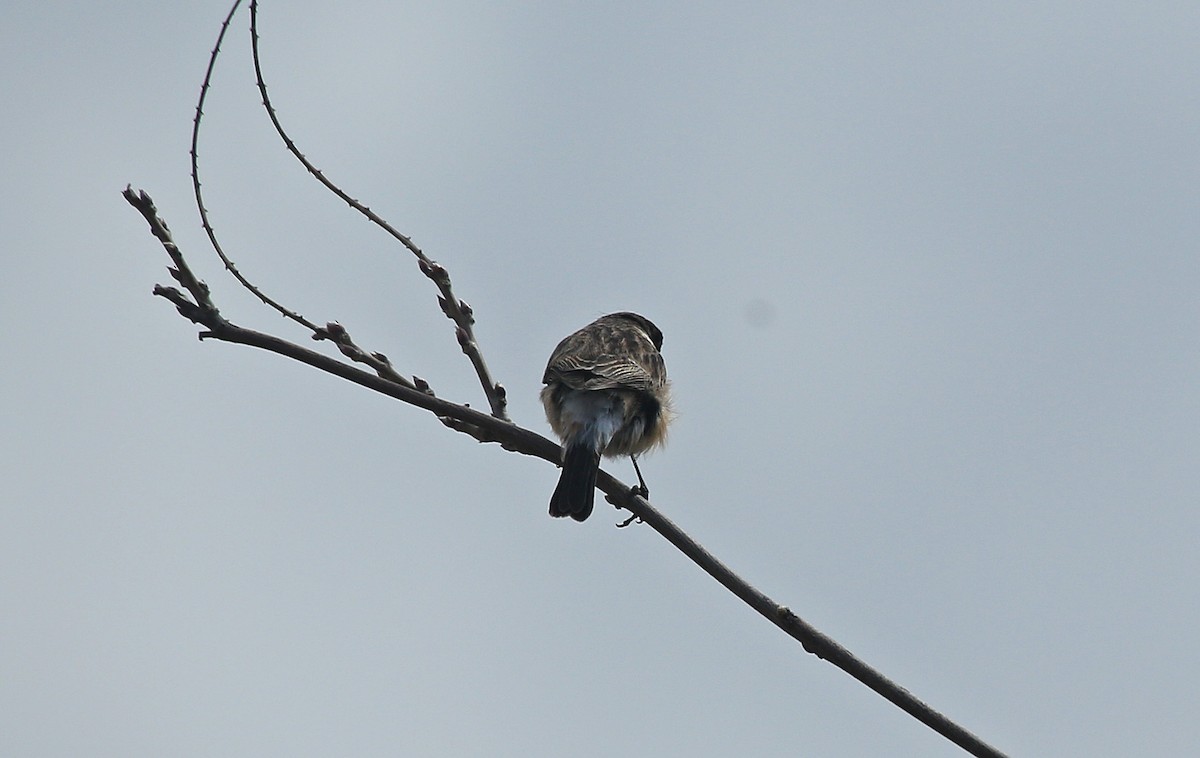 European Stonechat - Paul Chapman