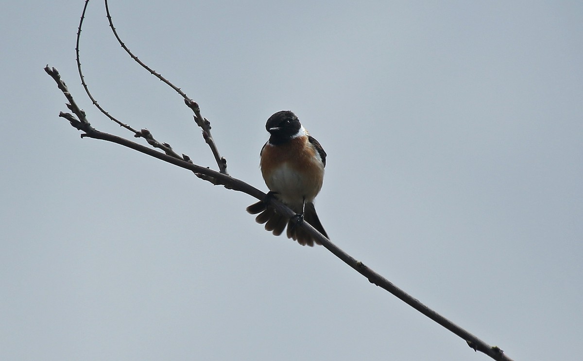 European Stonechat - Paul Chapman