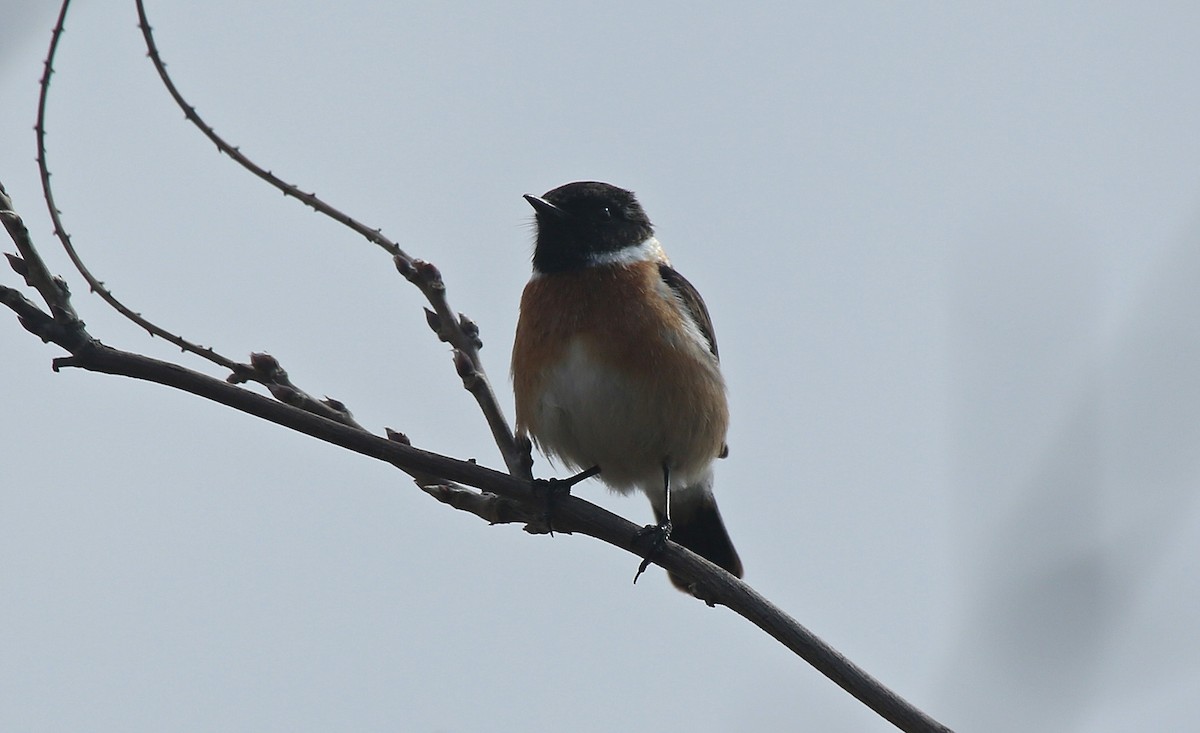 European Stonechat - ML143089551