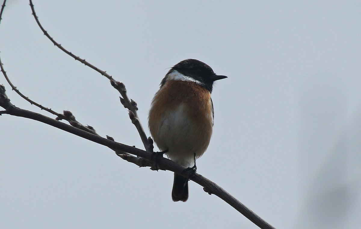 European Stonechat - ML143089571