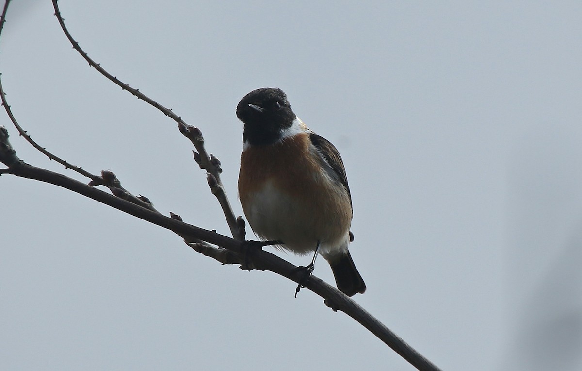 European Stonechat - ML143089601