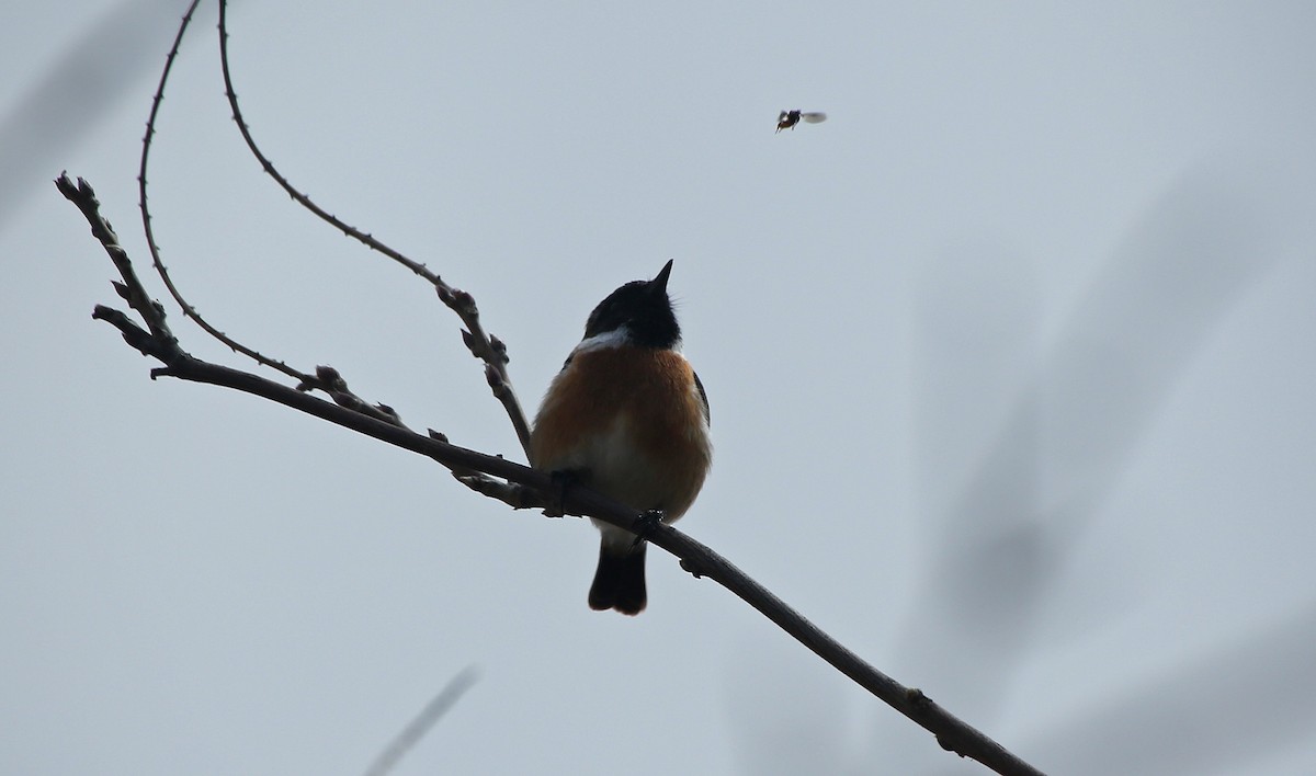 European Stonechat - ML143089611