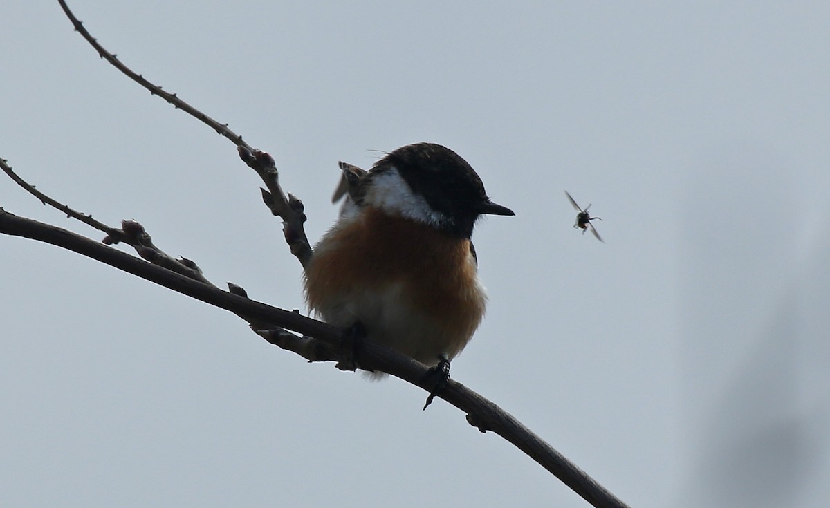 European Stonechat - ML143089621