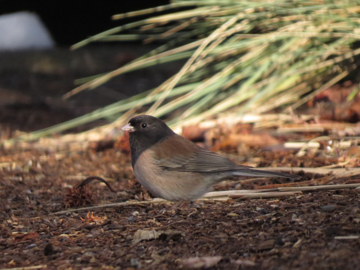 strnadec zimní - ML143093671