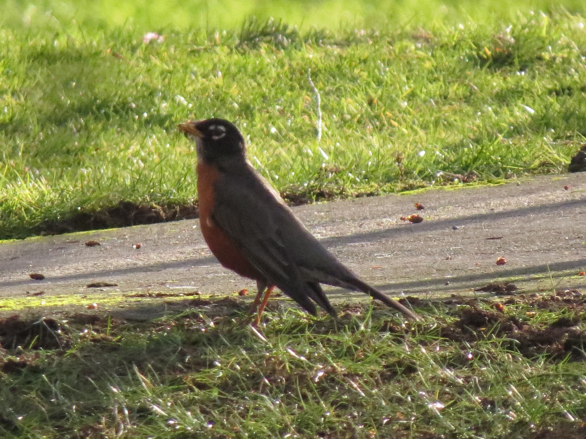 drozd stěhovavý - ML143093771