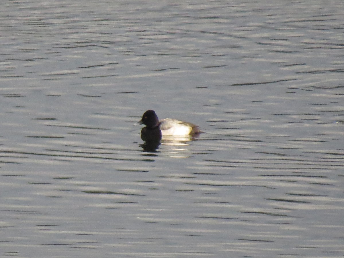 polák vlnkovaný - ML143094471