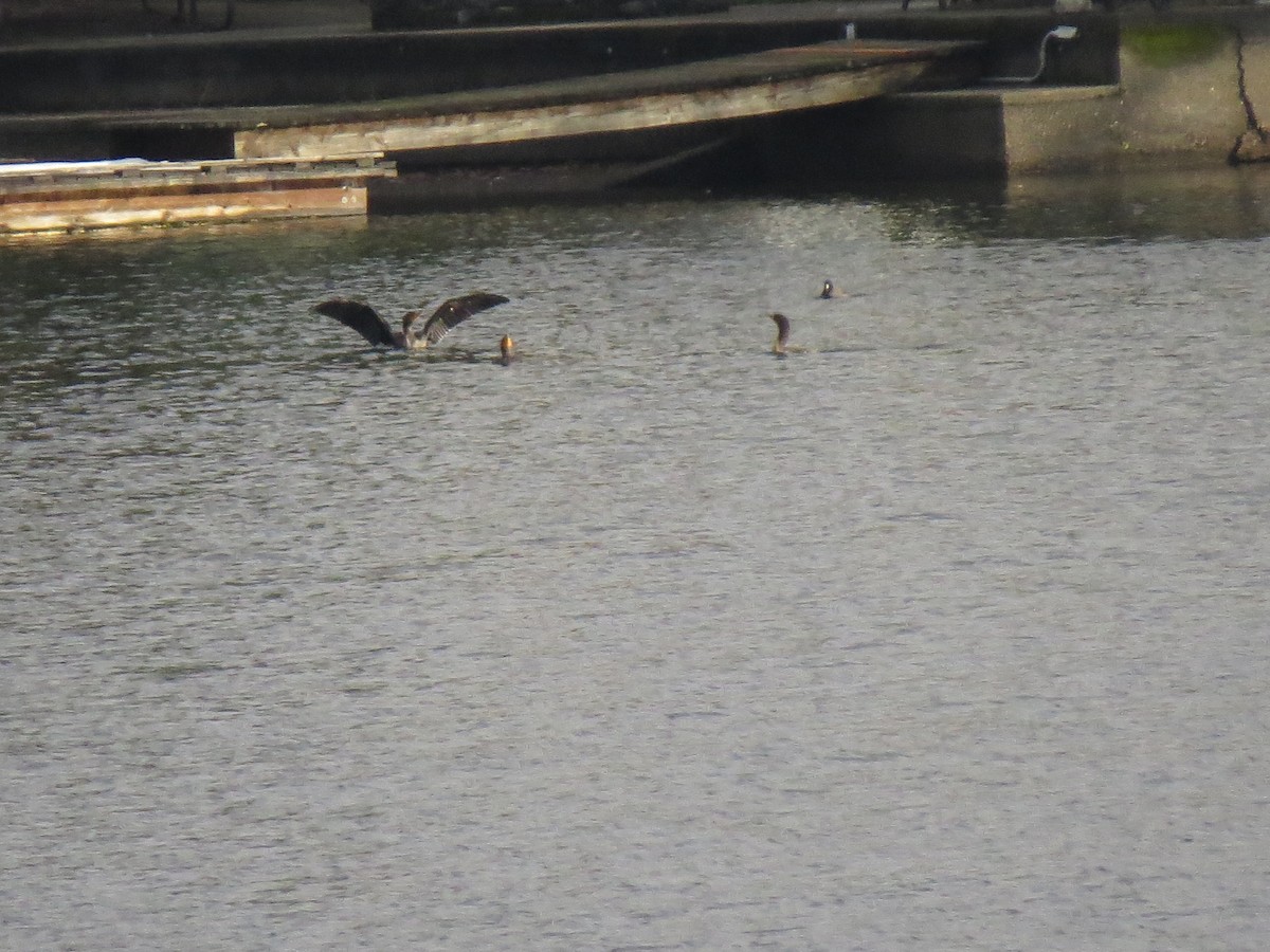 kormorán ušatý - ML143094741