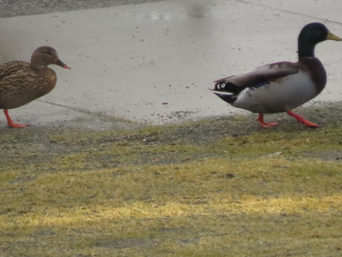 kachna divoká - ML143094911