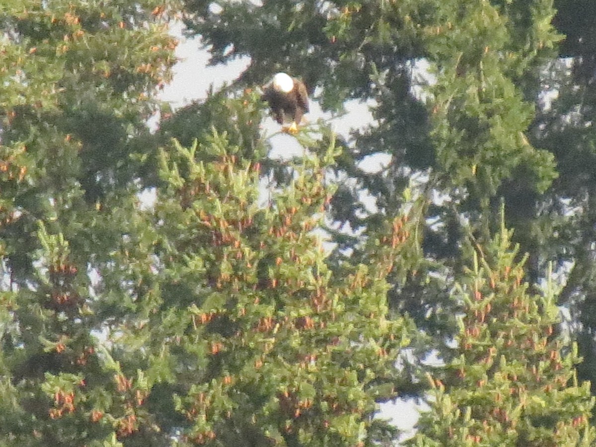 orel bělohlavý - ML143095061