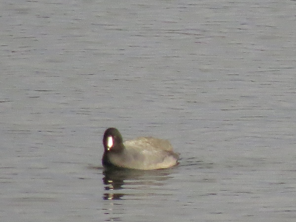 lyska americká - ML143095191