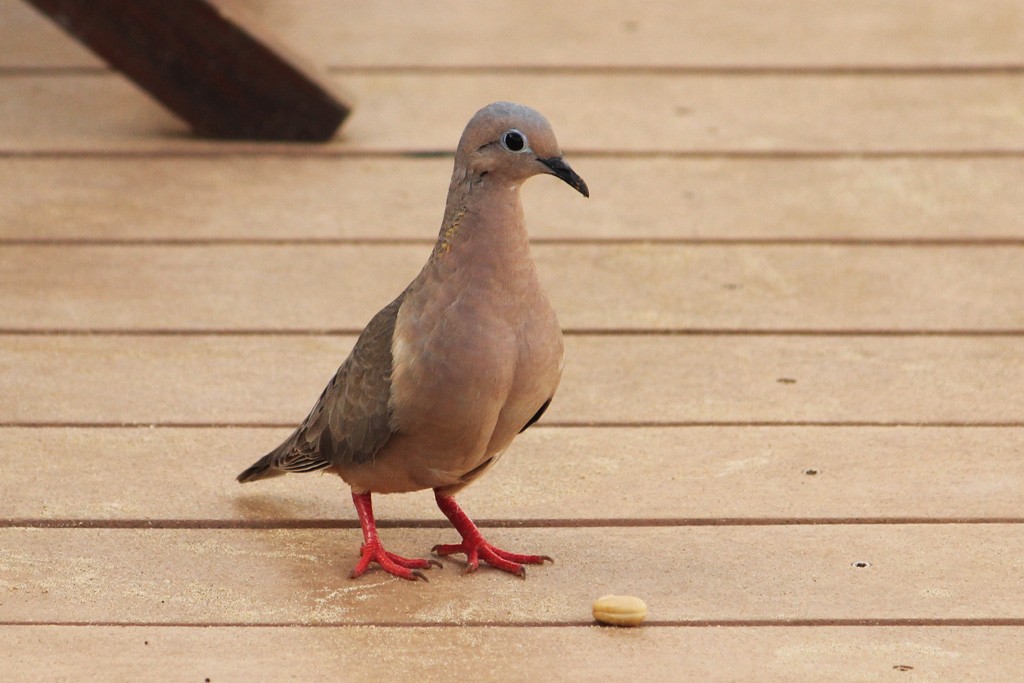 Eared Dove - ML143097791