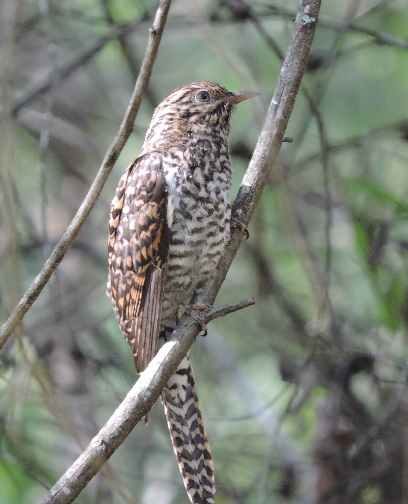 Brush Cuckoo - ML143099481