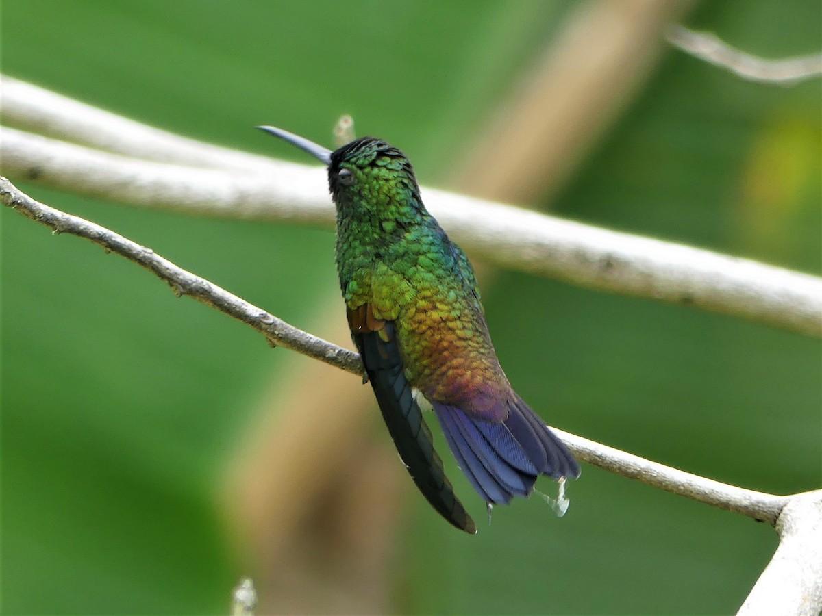 kolibřík měděnořitý - ML143100831