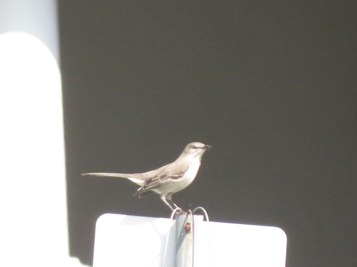 drozdec mnohohlasý - ML143100891