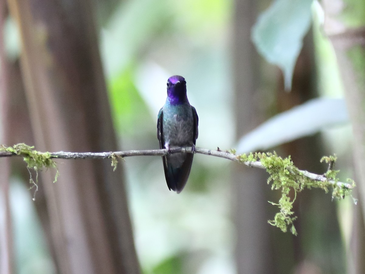 Colibri à tête violette - ML143102081