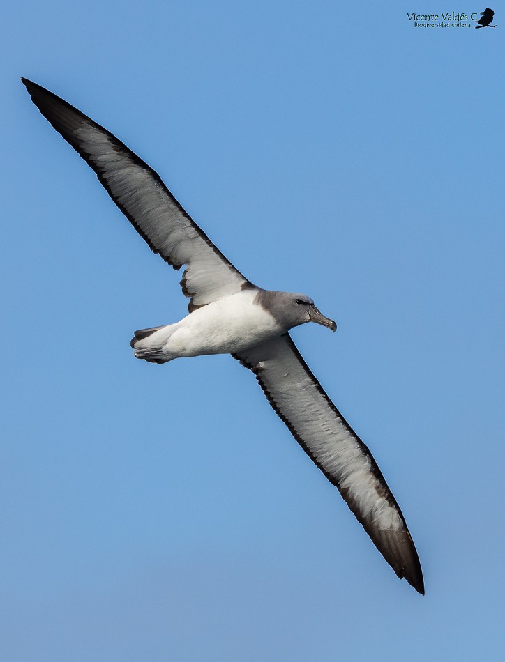 Chatham Albatross - Vicente Matias  Valdes Guzman