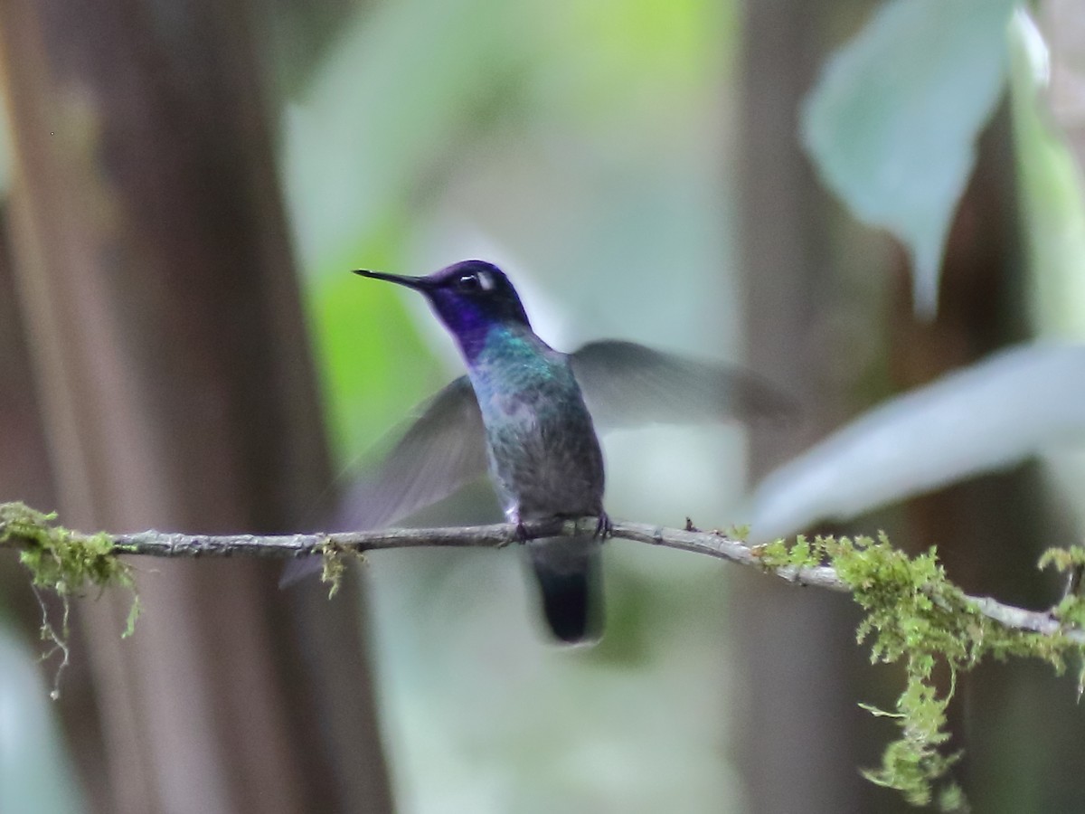 Violet-headed Hummingbird - Doug Beach