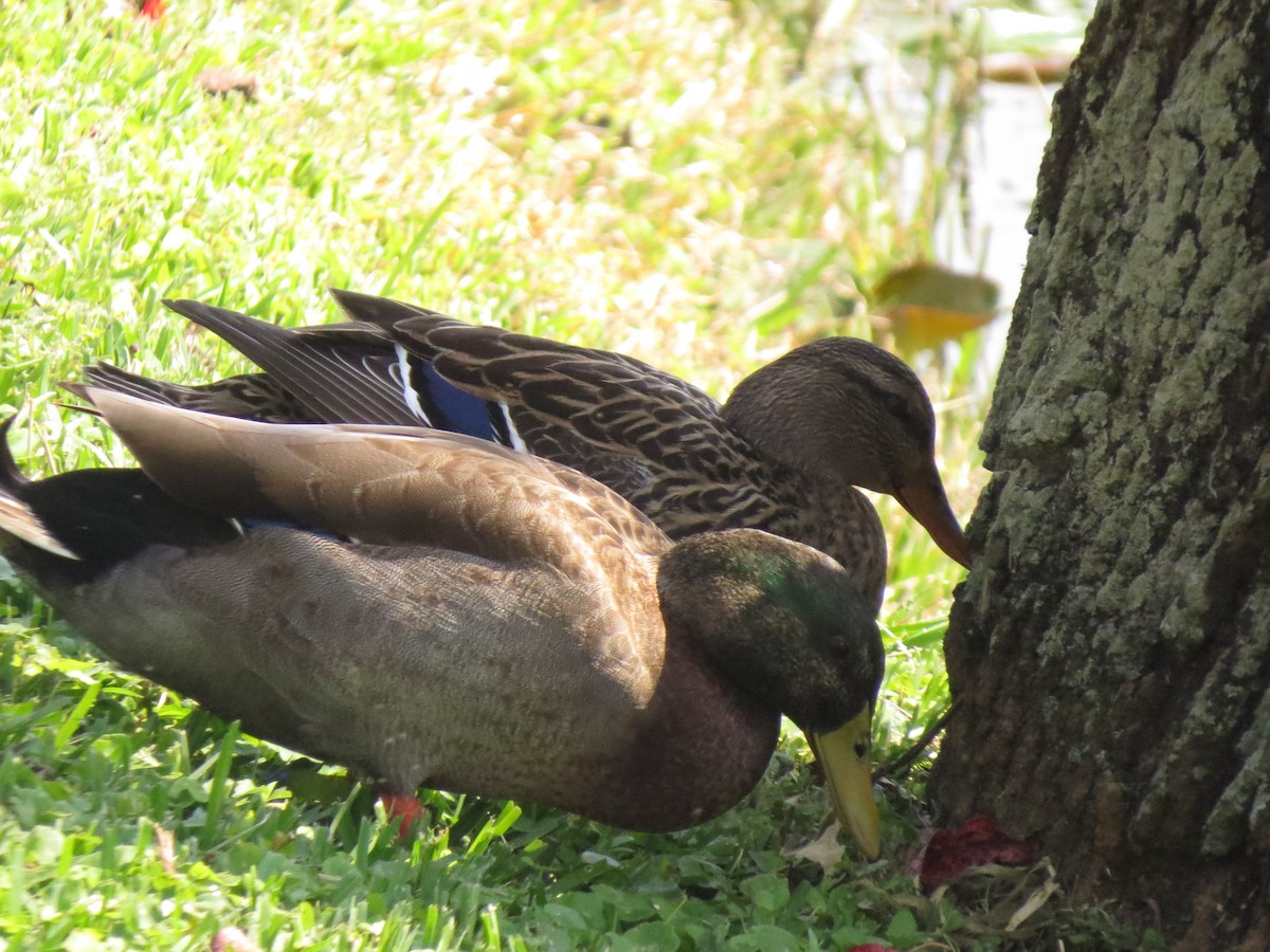 Mallard - Halley Davis