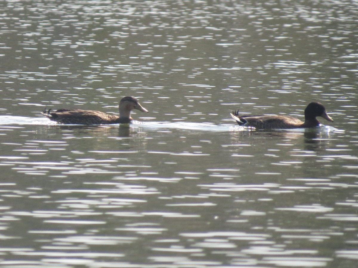 Mallard - Halley Davis