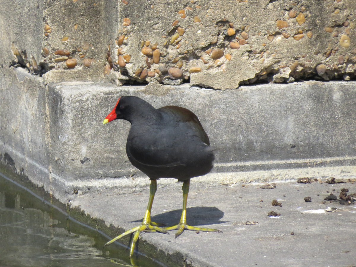 slípka americká - ML143104791