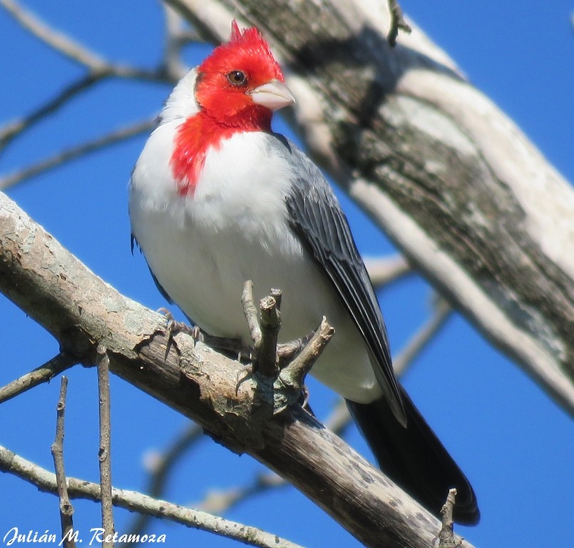 Red-crested Cardinal - ML143104801