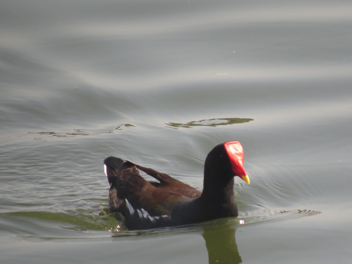 slípka americká - ML143105061