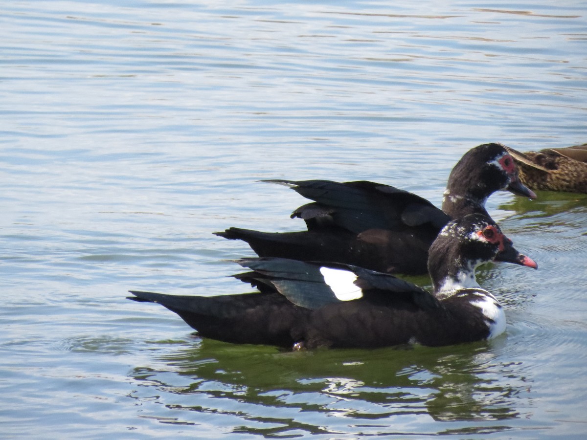 pižmovka americká (domestikovaná) - ML143105801