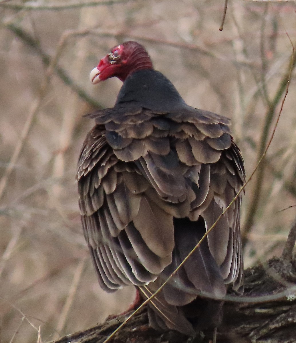 Turkey Vulture - ML143109891